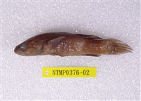 藏品(黑塘鱧)的圖片